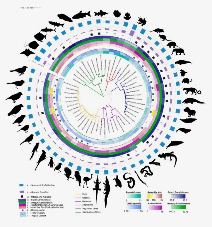  Phylogenetic tree and assembly statistics of genomes assembled using the VGP–Galaxy assembly pipeline.