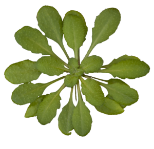 Arabidopsis thaliana